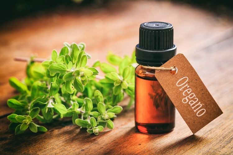 Does Oregano Oil Help You Lose Weight